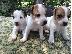 PoulaTo: jack russell